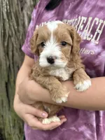 Ronnie, a male Cavapoo for sale in Missouri, MO – Photo 4 of 5