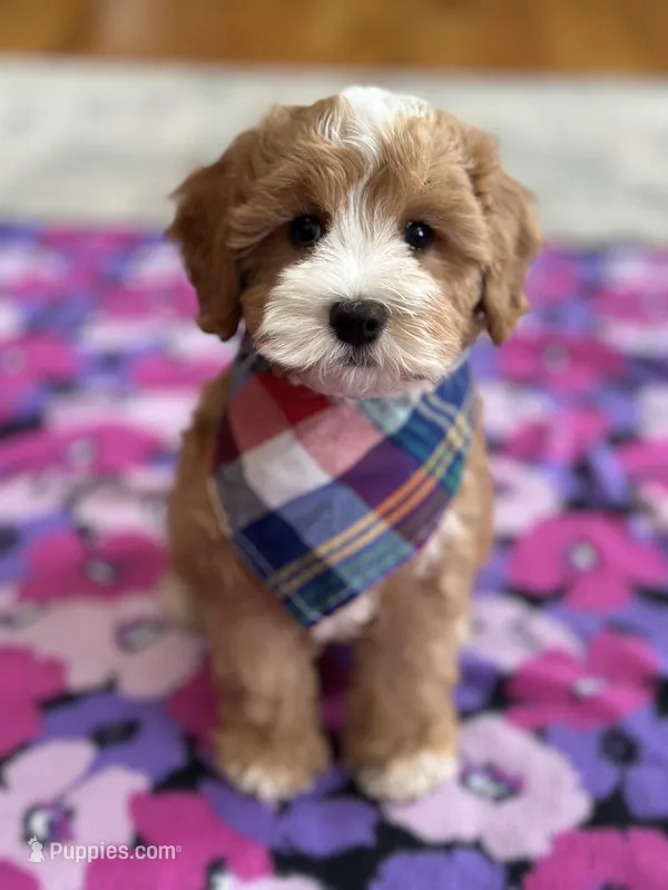 Ronnie – Cavapoo puppy for sale in Missouri, MO