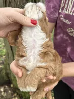 Ronnie, a male Cavapoo for sale in Missouri, MO – Photo 3 of 5