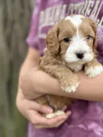 Ronnie, a male Cavapoo for sale in Missouri, MO – Photo 2 of 5