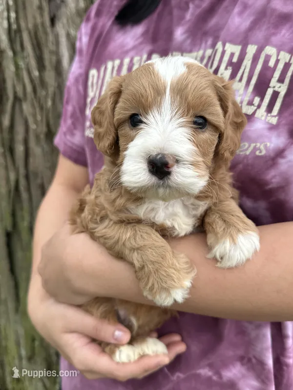 Ronnie – Cavapoo puppy for sale in Missouri, MO