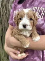 Ronnie, a male Cavapoo for sale in Missouri, MO – Photo 1 of 5