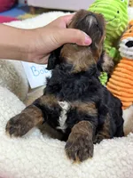 Bobby , a male Cavapoo and Cavalier King Charles Spaniel for sale in Marshfield, MO – 8 of 8