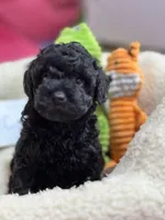 Cody, a male Cavapoo and Cavalier King Charles Spaniel for sale in Marshfield, MO – 2 of 10