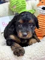 Bella , a female Cavapoo and Cavalier King Charles Spaniel for sale in Marshfield, MO – 1 of 9