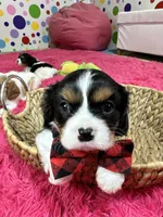 Ace , a male Cavalier King Charles Spaniel for sale in Marshfield, MO – 4 of 10