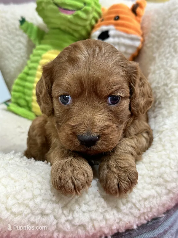 Alex  – Cavapoo, Cavalier King Charles Spaniel puppy for sale in Marshfield, MO