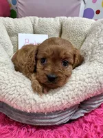 Ruby, a female Cavapoo and Cavalier King Charles Spaniel for sale in Marshfield, MO – 5 of 10