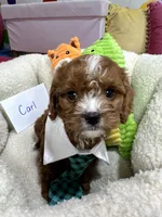 Carl, a male Cavapoo and Cavalier King Charles Spaniel for sale in Marshfield, MO – 8 of 10