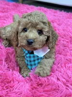 Toby , a male Cavapoo and Cavalier King Charles Spaniel for sale in Marshfield, MO – 5 of 10