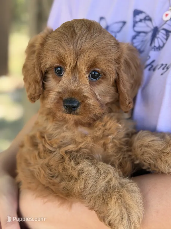 Wendy  – Cavapoo, Cavalier King Charles Spaniel puppy for sale in Marshfield, MO