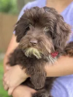 Rolo, a male Cavapoo for sale in Marshfield, MO – 2 of 10