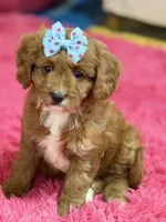 Bailey , a female Cavapoo and Cavalier King Charles Spaniel for sale in Marshfield, MO – 3 of 10