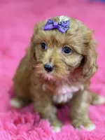 Lacy, a female Cavapoo and Cavalier King Charles Spaniel for sale in Marshfield, MO – 8 of 10