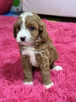 Juno, a female Cavapoo and Cavalier King Charles Spaniel for sale in Marshfield, MO – 5 of 10
