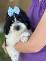 Tulip sale pending , a female Cavapoo and Cavalier King Charles Spaniel for sale in Marshfield, MO – 2 of 10