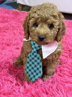 Toby , a male Cavapoo and Cavalier King Charles Spaniel for sale in Marshfield, MO – 3 of 10