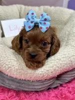 Lily , a female Cavapoo and Cavalier King Charles Spaniel for sale in Marshfield, MO – 4 of 10