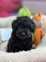 Cody, a male Cavapoo and Cavalier King Charles Spaniel for sale in Marshfield, MO – 4 of 10
