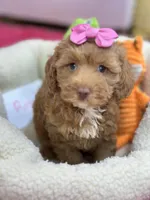 Rose, a female Cavapoo and Cavalier King Charles Spaniel for sale in Marshfield, MO – 2 of 7