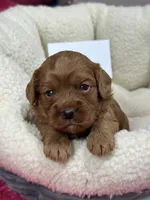 Herman, a male Cavapoo and Cavalier King Charles Spaniel for sale in Marshfield, MO – 2 of 7