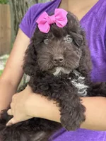 Tootsie, a female Cavapoo and Cavalier King Charles Spaniel for sale in Marshfield, MO – 4 of 7