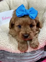 Nutmeg, a female Cavapoo and Cavalier King Charles Spaniel for sale in Marshfield, MO – 6 of 10