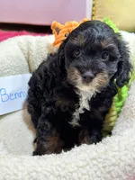 Benny, a male Cavapoo and Cavalier King Charles Spaniel for sale in Marshfield, MO – 9 of 10