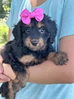 Bella , a female Cavapoo and Cavalier King Charles Spaniel for sale in Marshfield, MO – 3 of 10