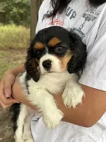 Tim, a male Cavalier King Charles Spaniel for sale in Marshfield, MO – 3 of 10