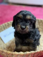 Winston, a male Cavapoo and Cavalier King Charles Spaniel for sale in Marshfield, MO – 9 of 10