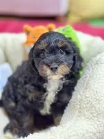Benny, a male Cavapoo and Cavalier King Charles Spaniel for sale in Marshfield, MO – 6 of 10