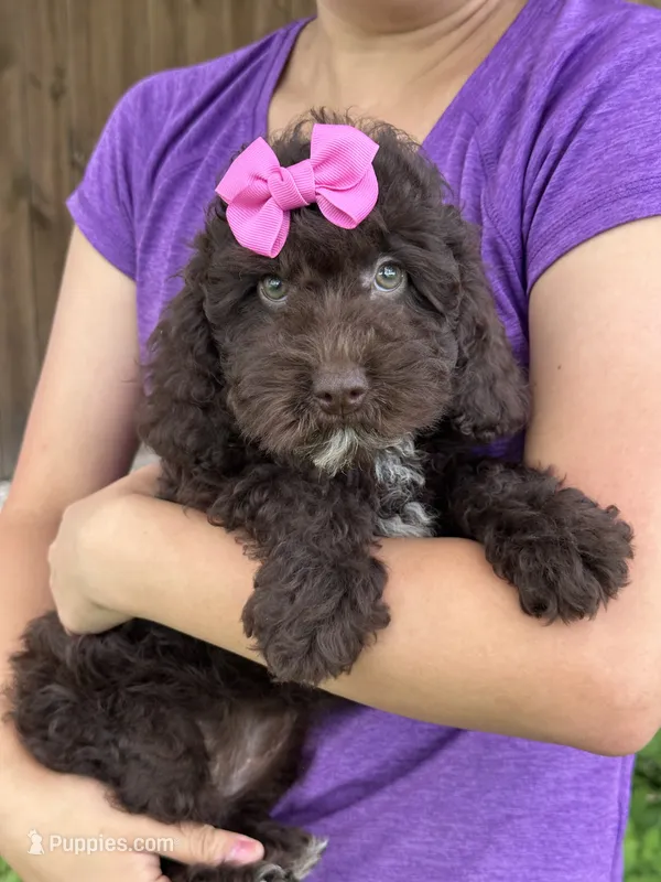 Tootsie – Cavapoo, Cavalier King Charles Spaniel puppy for sale in Marshfield, MO