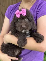Tootsie, a female Cavapoo and Cavalier King Charles Spaniel for sale in Marshfield, MO – 1 of 7