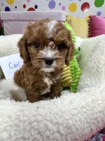Carl, a male Cavapoo and Cavalier King Charles Spaniel for sale in Marshfield, MO – 4 of 10