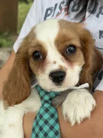 Jake , a male Cavalier King Charles Spaniel for sale in Marshfield, MO – 2 of 10