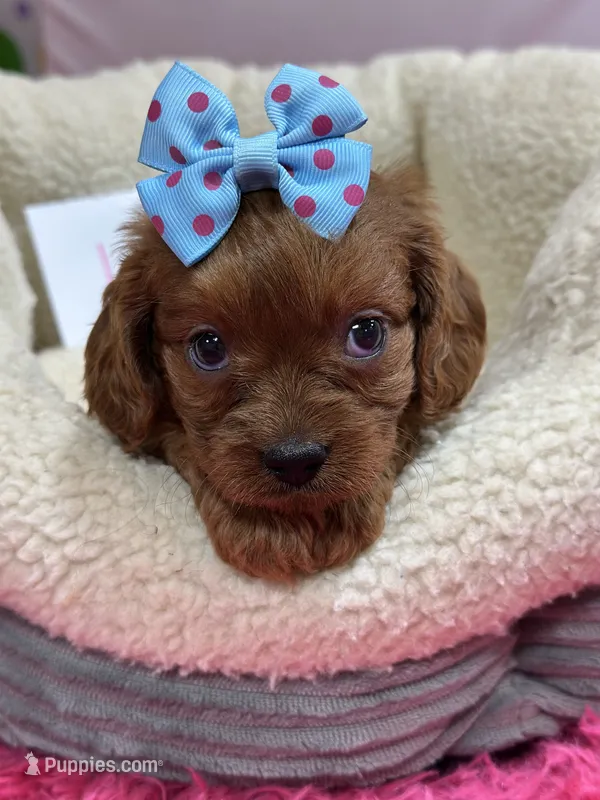 Lily  – Cavapoo, Cavalier King Charles Spaniel puppy for sale in Marshfield, MO