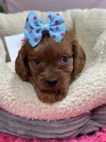 Lily , a female Cavapoo and Cavalier King Charles Spaniel for sale in Marshfield, MO – 1 of 10