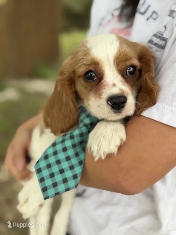 Jake  – Cavalier King Charles Spaniel puppy for sale in Marshfield, MO