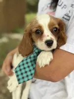 Jake , a male Cavalier King Charles Spaniel for sale in Marshfield, MO – 1 of 10