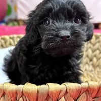 Olivia, a female Cavapoo for sale in Missouri, MO – Photo 7 of 10