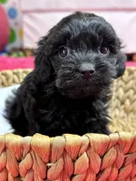 Olivia, a female Cavapoo for sale in Missouri, MO – Photo 5 of 10