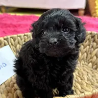 Olivia, a female Cavapoo for sale in Missouri, MO – Photo 4 of 10