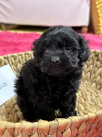 Olivia, a female Cavapoo for sale in Missouri, MO – Photo 1 of 10