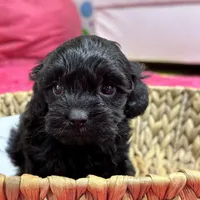 Olivia, a female Cavapoo for sale in Missouri, MO – Photo 8 of 10