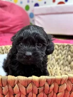 Olivia, a female Cavapoo for sale in Missouri, MO – Photo 7 of 10