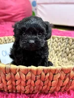 Olivia, a female Cavapoo for sale in Missouri, MO – Photo 10 of 10