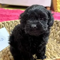 Olivia, a female Cavapoo for sale in Missouri, MO – Photo 9 of 10
