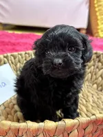 Olivia, a female Cavapoo for sale in Missouri, MO – Photo 8 of 10
