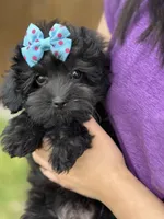 Olivia, a female Cavapoo for sale in Missouri, MO – Photo 2 of 10